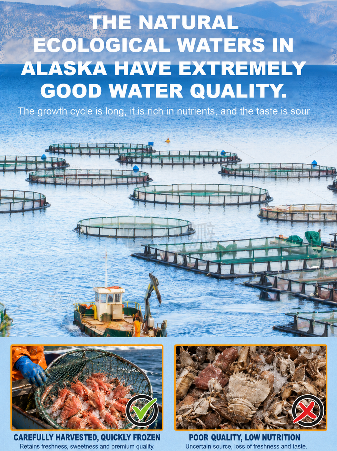 🦐Alaskan Mantis Shrimp - 🏆✅Ready to Eat High-Protein Seafood Snack-QZE